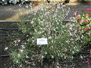 Impossible d'afficher l'image