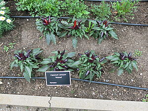 Impossible d'afficher l'image