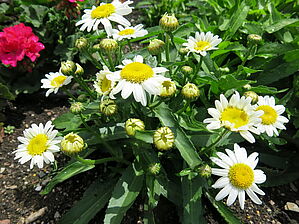 Impossible d'afficher l'image