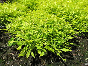 Plectranthus 'Hipsters Jillian' Impossible d'afficher l'image