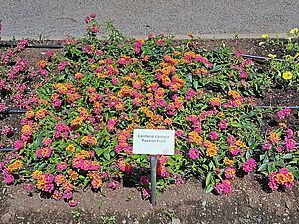 Impossible d'afficher l'image