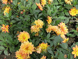 Impossible d'afficher l'image