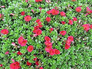 Portulaca 'Mojave Red' Impossible d'afficher l'image