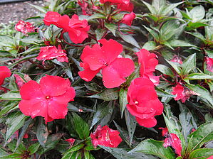 Impossible d'afficher l'image