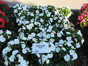 Impossible d'afficher l'image