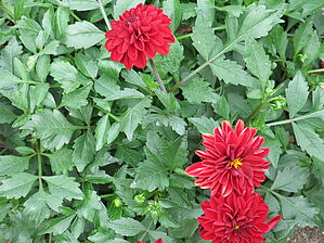 Impossible d'afficher l'image