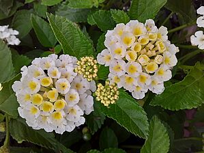 Impossible d'afficher l'image