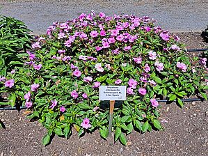 Impossible d'afficher l'image