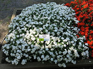 Impossible d'afficher l'image