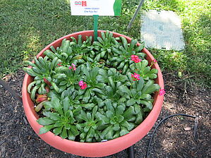 Impossible d'afficher l'image