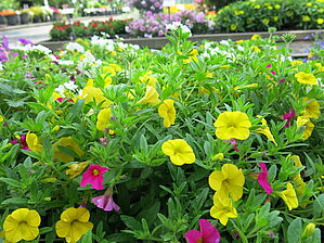 Impossible d'afficher l'image