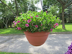 Calibrachoa 'Superbells Hollywood Star' Impossible to display the image