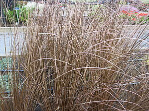 Impossible d'afficher l'image