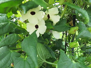 Thunbergia (Pot) Arizona 'White Halo' Impossible d'afficher l'image