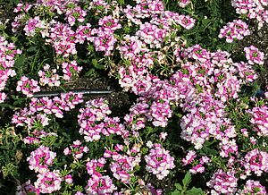 Verbena 'Superbena Sparkling Amethyst' Impossible d'afficher l'image