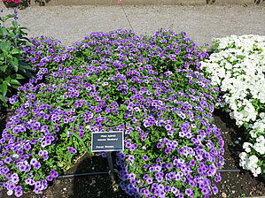 Phlox 'Intensia Blueberry' Impossible d'afficher l'image