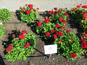 Impossible d'afficher l'image