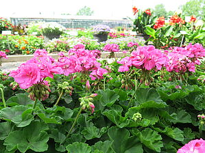 Impossible d'afficher l'image