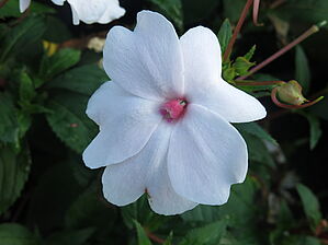 Impossible d'afficher l'image