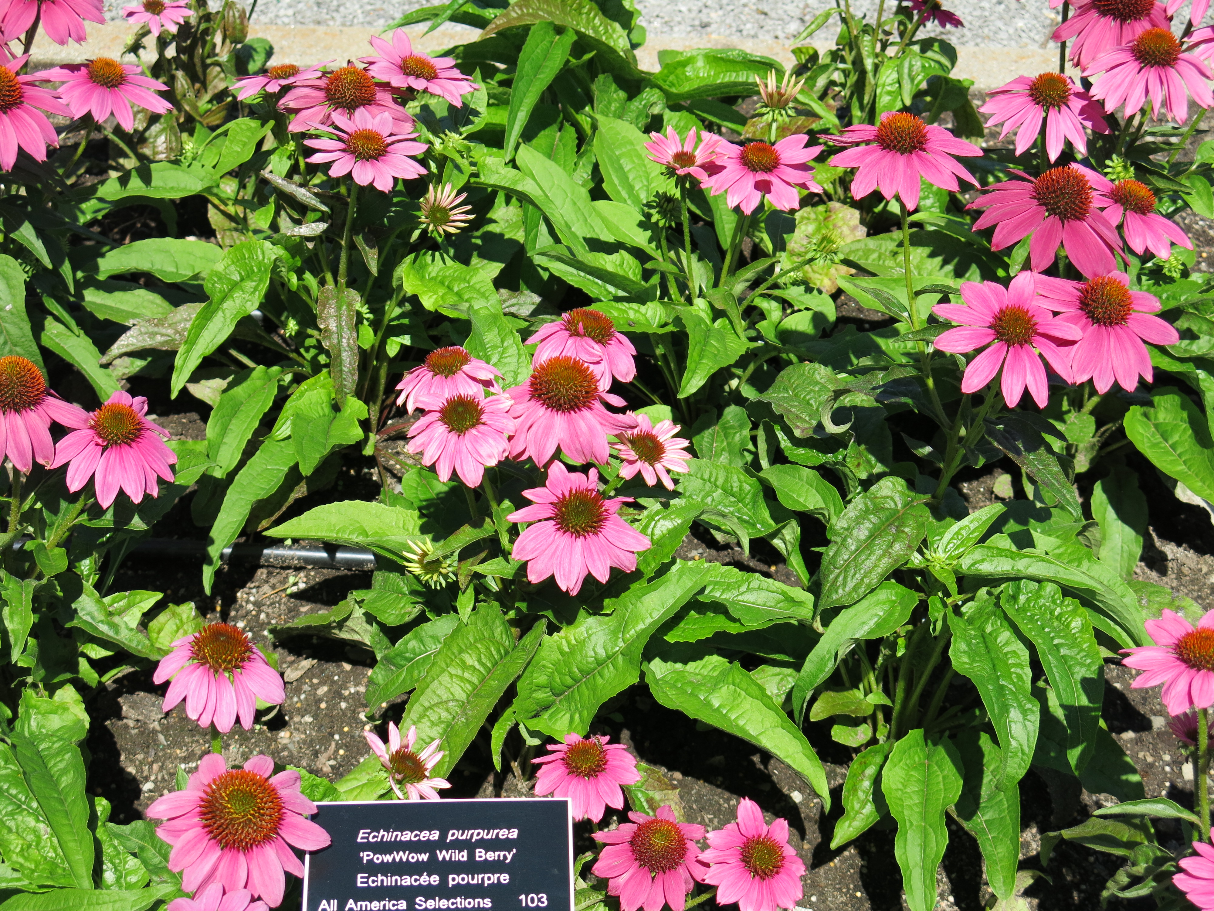 Impossible d'afficher l'image