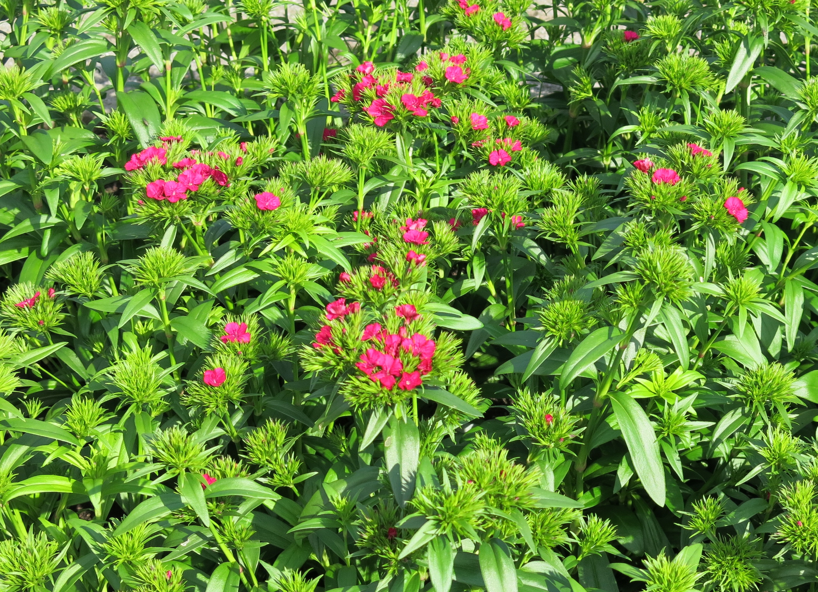 Impossible d'afficher l'image