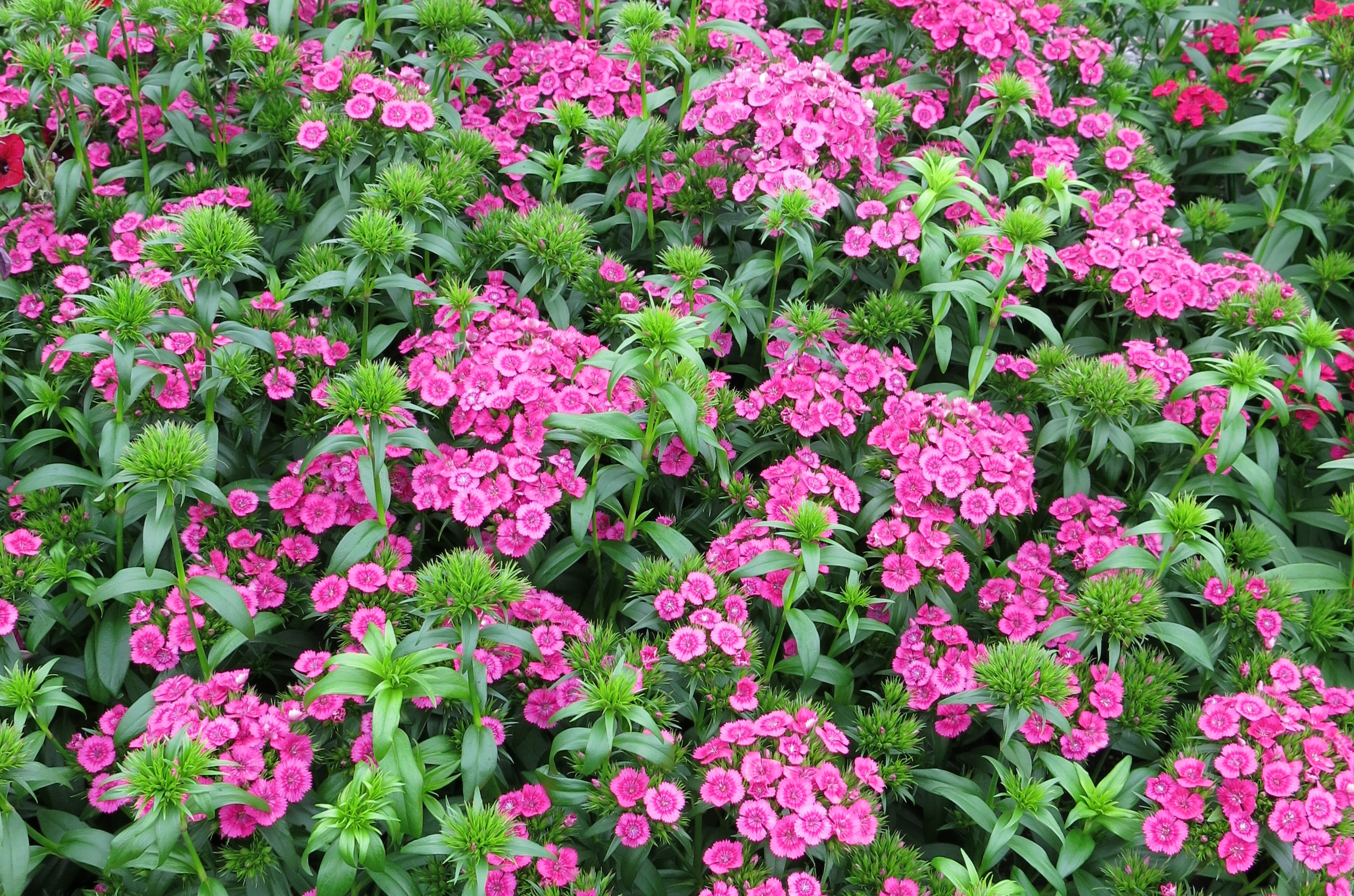 Impossible d'afficher l'image