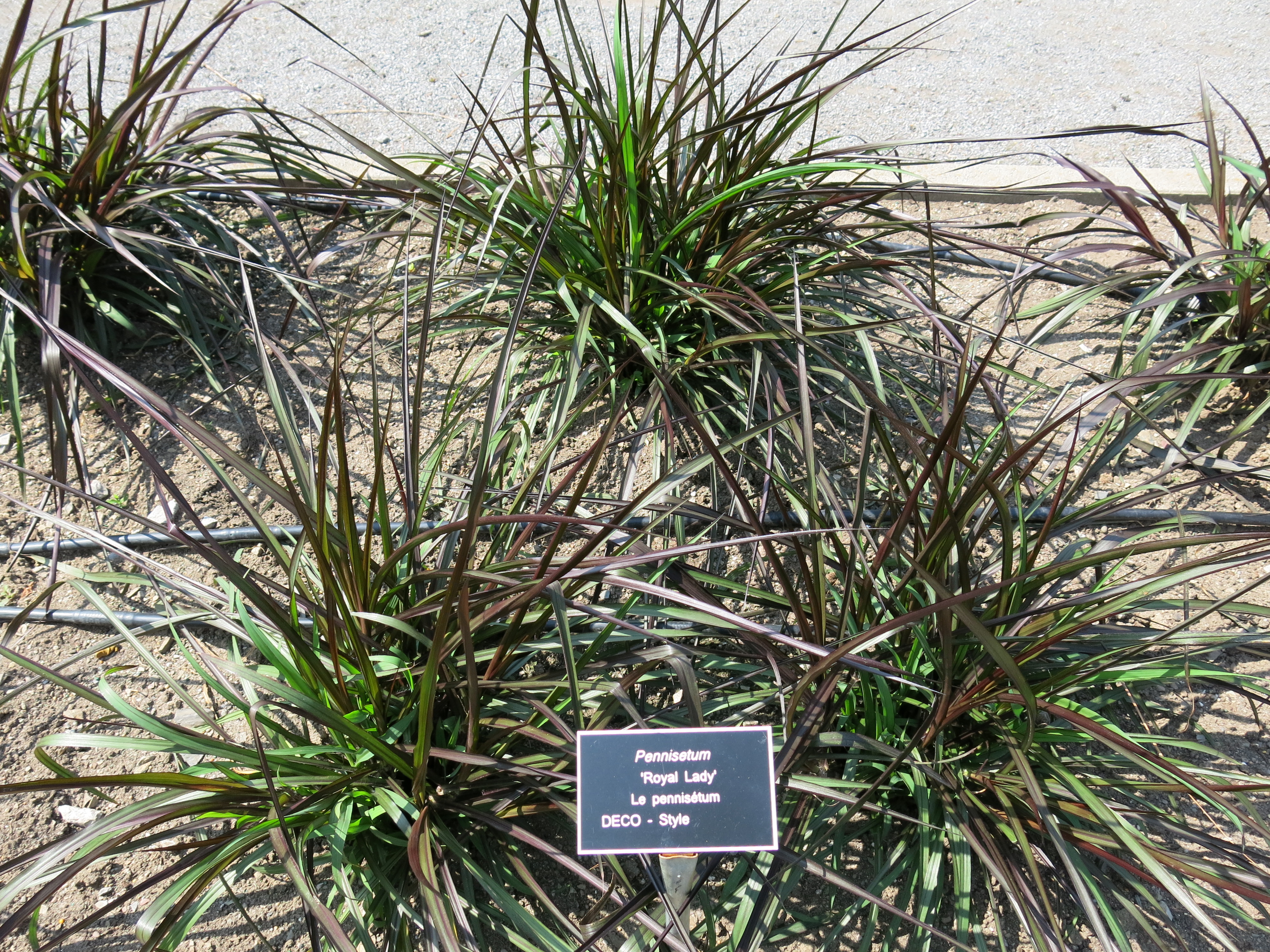 Impossible d'afficher l'image