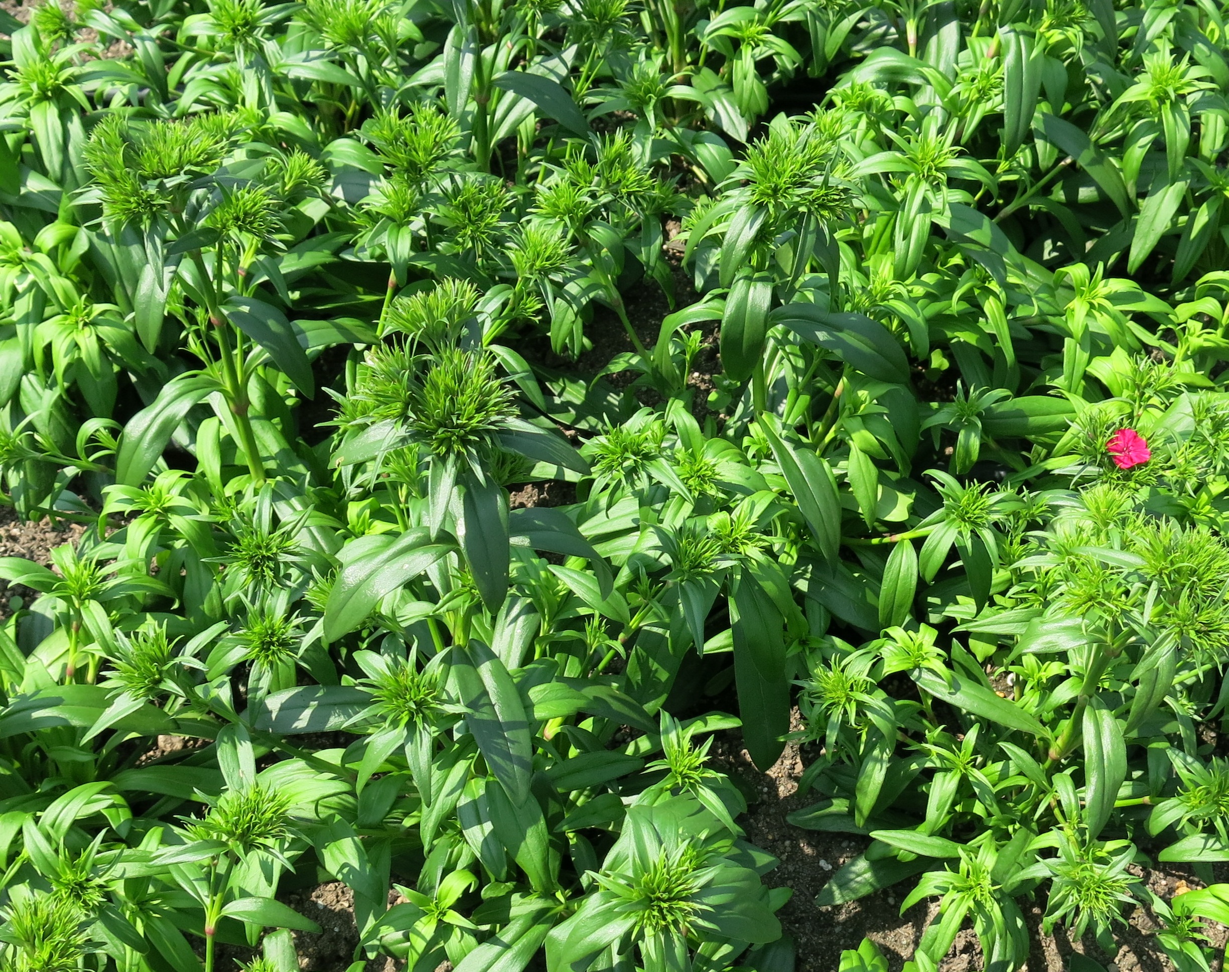 Impossible d'afficher l'image